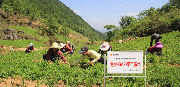 平顺GAP中药材标准化种植基地