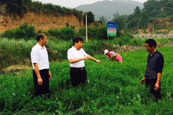 李安平（中）和农民探讨中药材种植