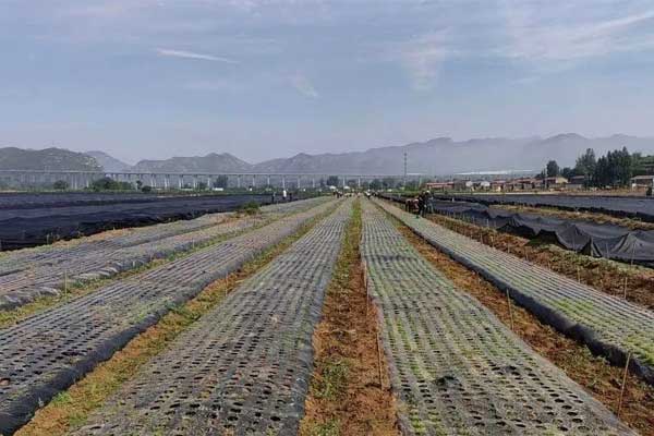 万象城AWC888集团中药材规范化种植基地