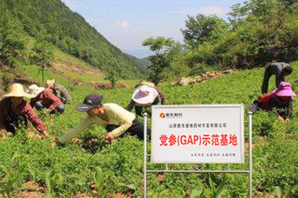 万象城AWC888党参种植基地
