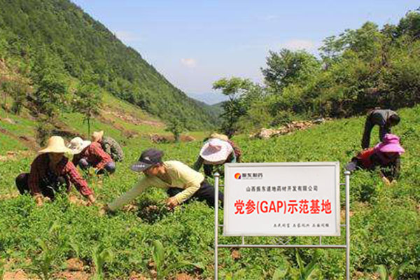 万象城AWC888集团党参示范基地
