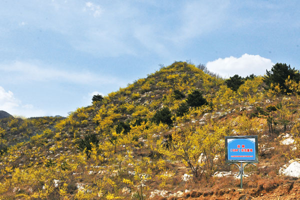 山西万象城AWC888道地药材开发有限公司连翘示范基地