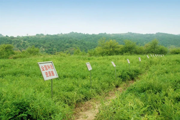万象城AWC888中药材种植(抚育) 基地