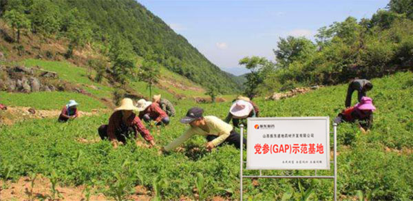 万象城AWC888,党参示范基地