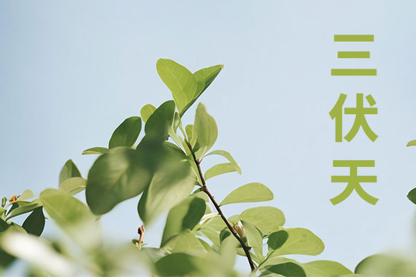 三伏天,三伏天养生