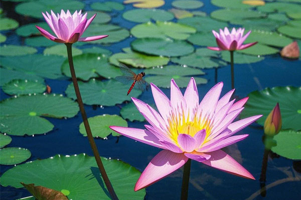 莲花,荷花