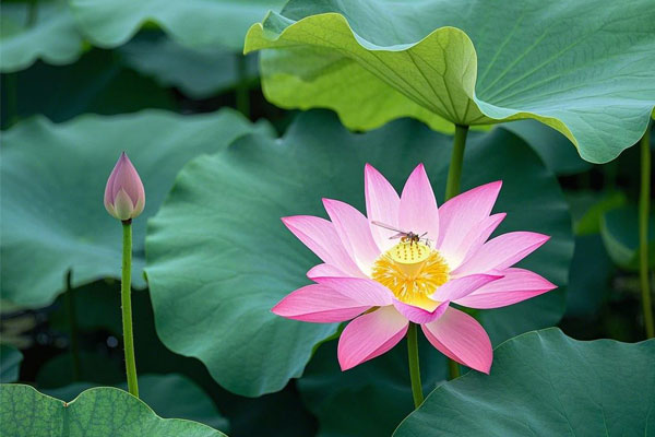 荷叶,药用价值,食用价值,养生食谱